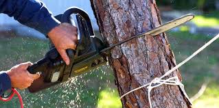 How Our Tree Care Process Works  in  Collierville, TN