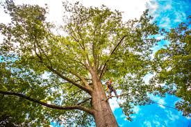 Best Tree Preservation Services  in Collierville, TN